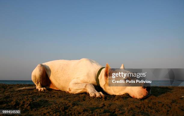 dogo argentino - dogo argentino stock pictures, royalty-free photos & images