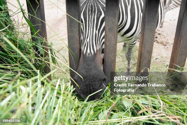 zebra eating grass - cebra de montaña fotografías e imágenes de stock