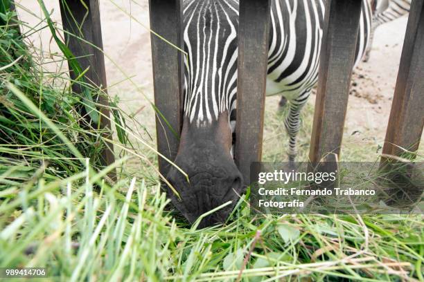 zebra eating grass - fernando trabanco ストックフォトと画像