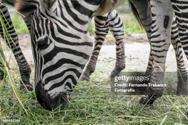 zebras eating grass - fernando trabanco ストックフォトと画像