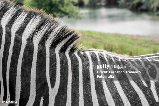 landscape with zebras - fernando trabanco ストックフォトと画像