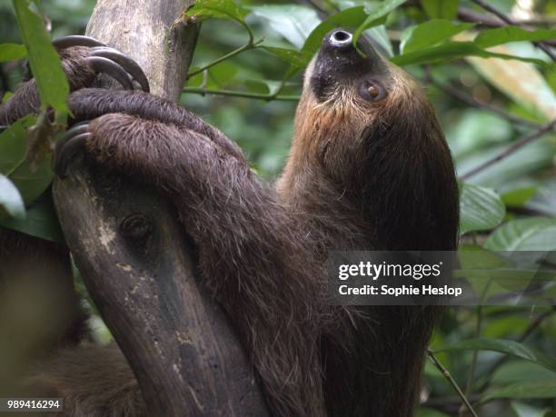 untitled - hoffmans two toed sloth stock pictures, royalty-free photos & images