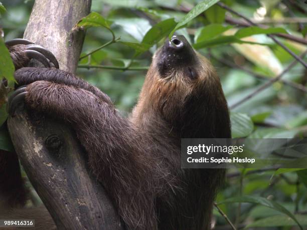 photo by: sophie heslop - hoffmans two toed sloth stock-fotos und bilder