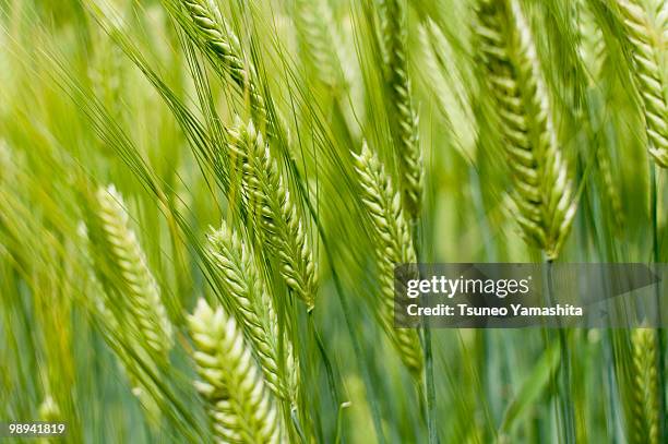 head of barley - newhealth foto e immagini stock