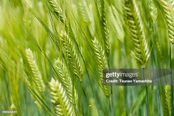 head of barley - newhealth stock pictures, royalty-free photos & images