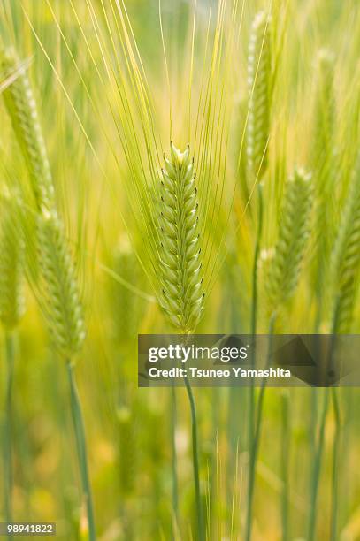 head of barley - newhealth stock pictures, royalty-free photos & images