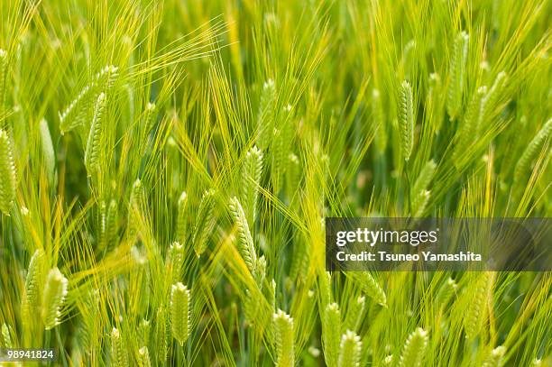 head of barley - newhealth stockfoto's en -beelden