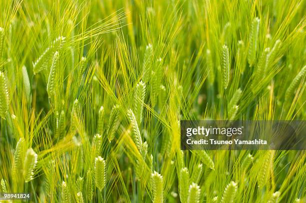 head of barley - newhealth stock pictures, royalty-free photos & images