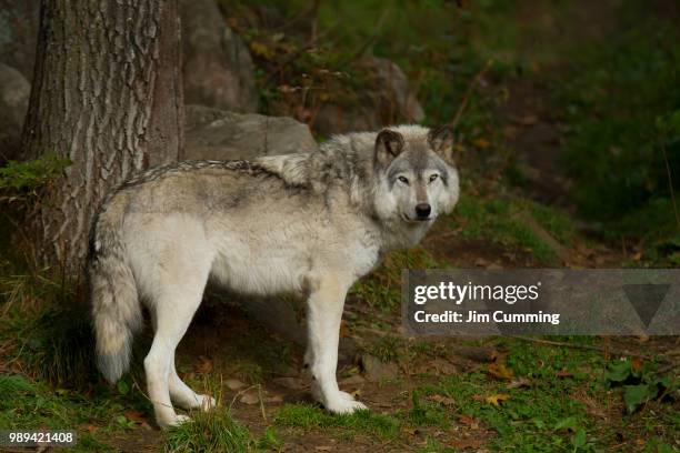 timber wolf (canis lupus) standing on a rocky cliff on an autumn day in canada - hundeartige stock-fotos und bilder