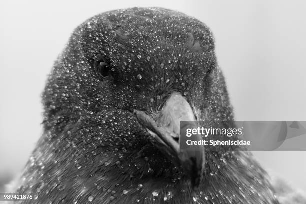 brown skua #1: in the rain - brown skua stock pictures, royalty-free photos & images