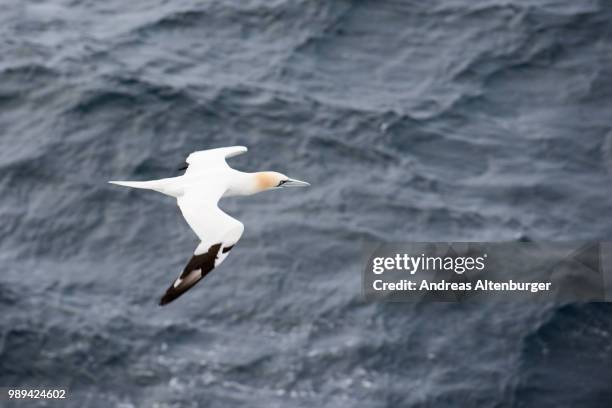 northern gannet in flight - northern gannet stock-fotos und bilder