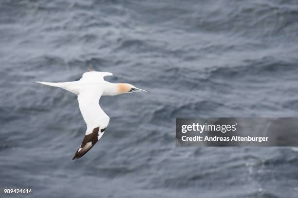 northern gannet in flight - northern gannet stock-fotos und bilder