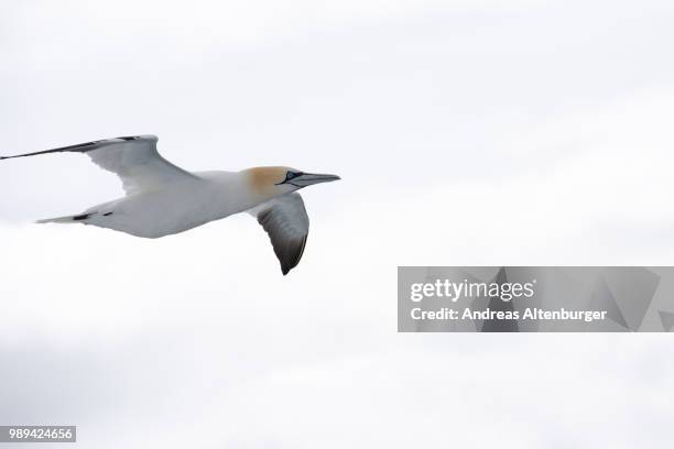 northern gannet in flight - northern gannet stock-fotos und bilder