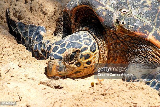 marine turtle at gunga's beach - loggerhead turtle stock pictures, royalty-free photos & images