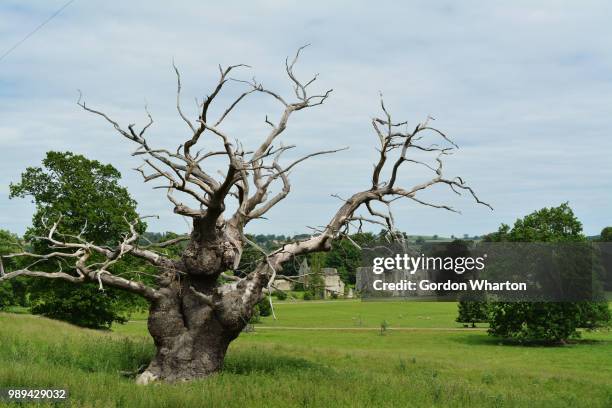 the wisen tree - wharton stock pictures, royalty-free photos & images