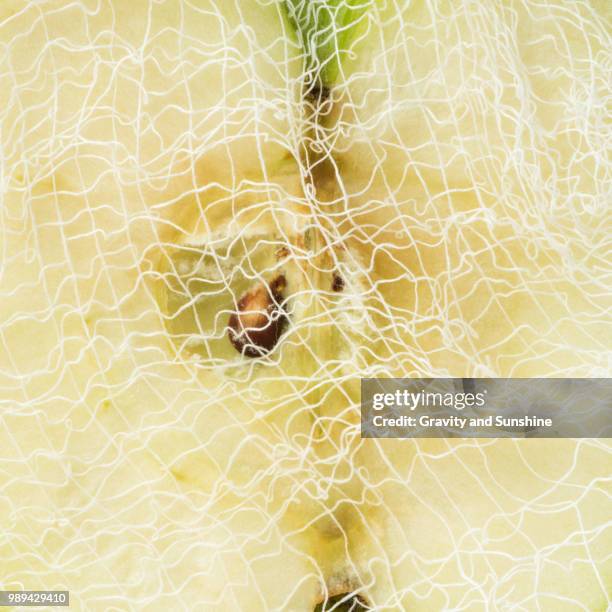 netted apple - orb weaver spider bildbanksfoton och bilder