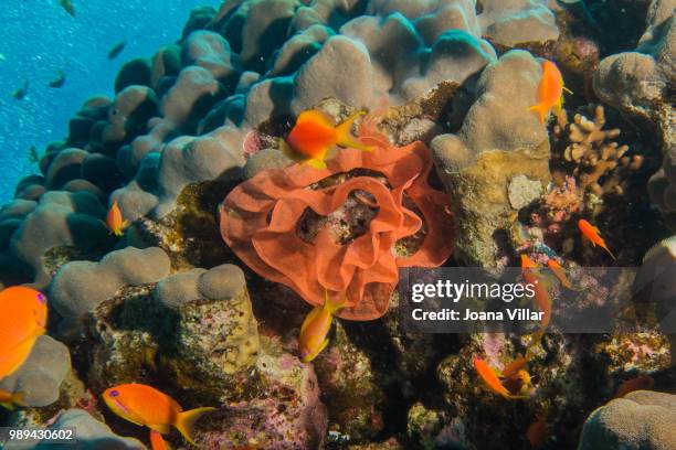 Dancer Fish 111 Spanish Dancer Fish Stock Photos, High-Res Pictures, and Images ...