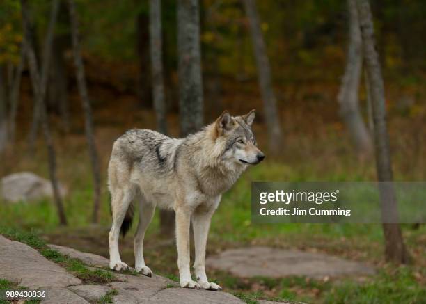 timber wolf (canis lupus) standing on a rocky cliff on an autumn day in canada - grijze wolf stockfoto's en -beelden