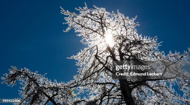 frost-filtered sun, yellowstone national park, wyoming - leckert fotografías e imágenes de stock