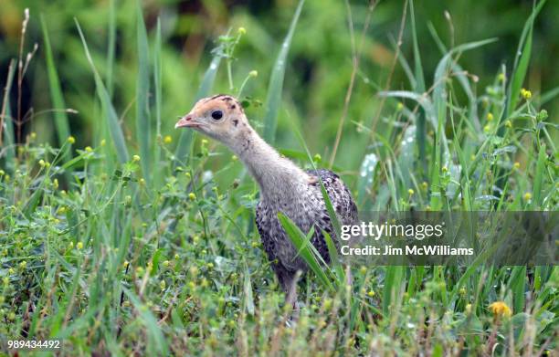 curious poult or wild turkey chick - corncrake stock pictures, royalty-free photos & images