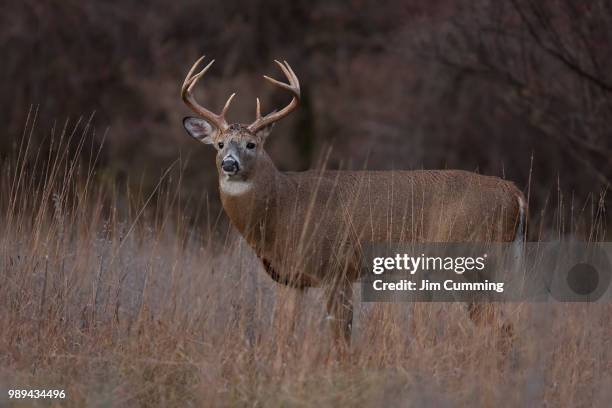 white-tailed deer buck during the rut in a autumn meadow in canada - white tail deer 個照片及圖片檔