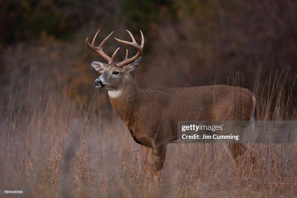 White-tailed deer buck during the rut in a autumn meadow in Canada