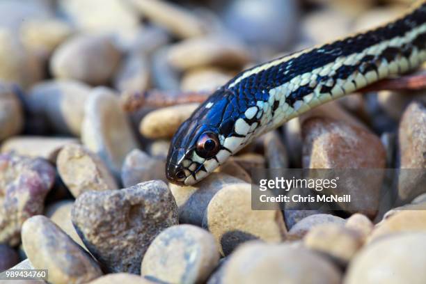 western terrestrial garter snake - strumpfbandnatter stock-fotos und bilder