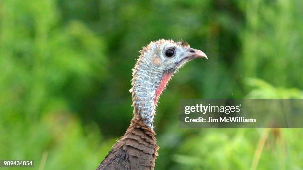 wild turkey hen - hen turkey stock pictures, royalty-free photos & images