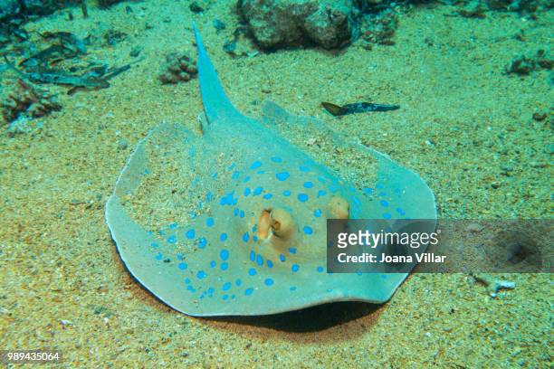 bluespotted stingray - taeniura lymma stock pictures, royalty-free photos & images