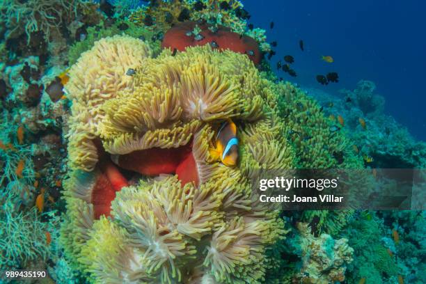 anemonefish - sea anemone stock pictures, royalty-free photos & images
