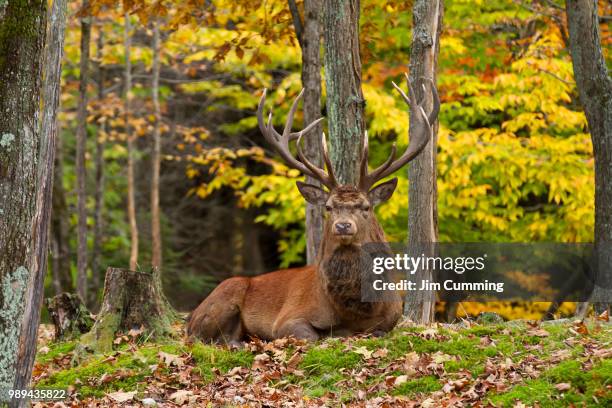 bull elk resting in the forest in autumn in canada - lagoa montebello imagens e fotografias de stock