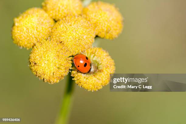 5-spot ladybird, coccinella quinquepunctata on tansy - tansy stock pictures, royalty-free photos & images