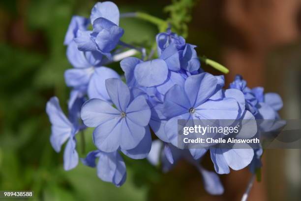 plumbago auriculata - plumbago stock pictures, royalty-free photos & images