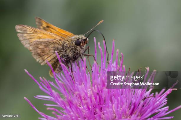 unbestimmter schmetterling - schmetterling stock pictures, royalty-free photos & images