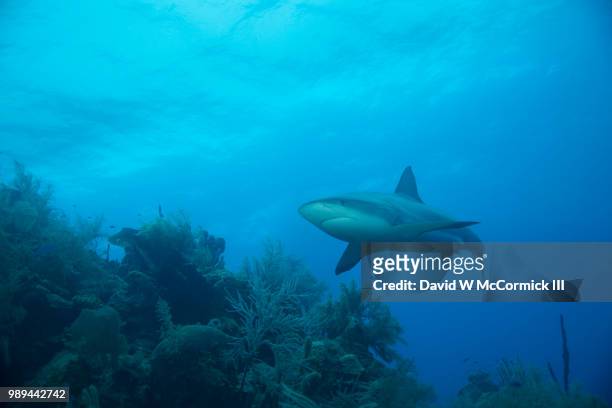 belize city,belize - caribbean reef shark ストックフォトと画像