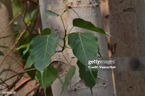 sacred fig/ficus religiosa/peepal tree - veena stock pictures, royalty-free photos & images