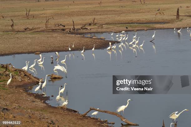 great egret/ranthambore national park - veena stock pictures, royalty-free photos & images