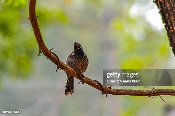 red-vented bulbul/ranthambore - veena stock pictures, royalty-free photos & images