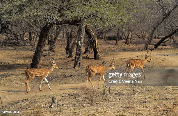 spotted deer/ranthambore national park - veena stock pictures, royalty-free photos & images