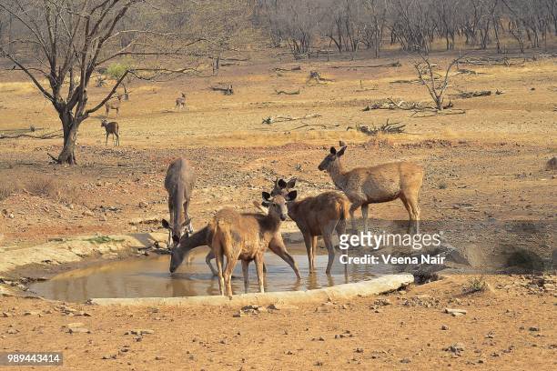 sambar deer/ranthambore national park - veena stock pictures, royalty-free photos & images
