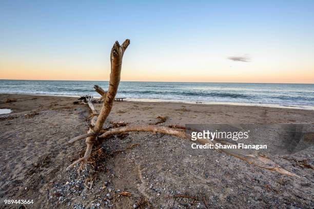 washed up beach wood - flanigan stock pictures, royalty-free photos & images