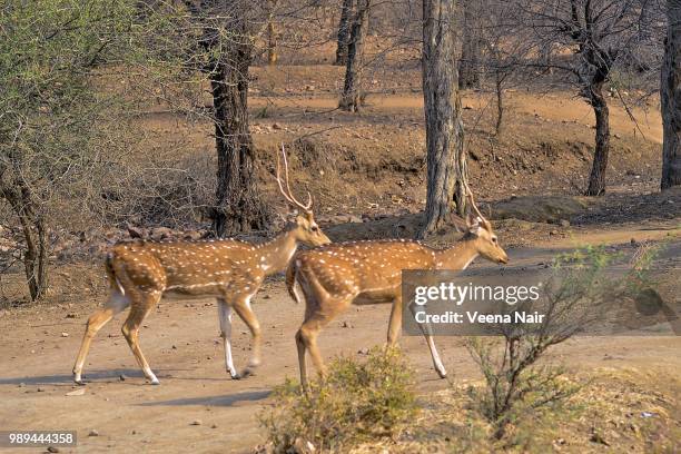 spotted deer/ranthambore national park - veena stock pictures, royalty-free photos & images