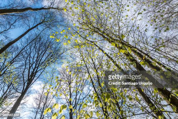 low angle view of beech forest in springtime - european beech stock pictures, royalty-free photos & images