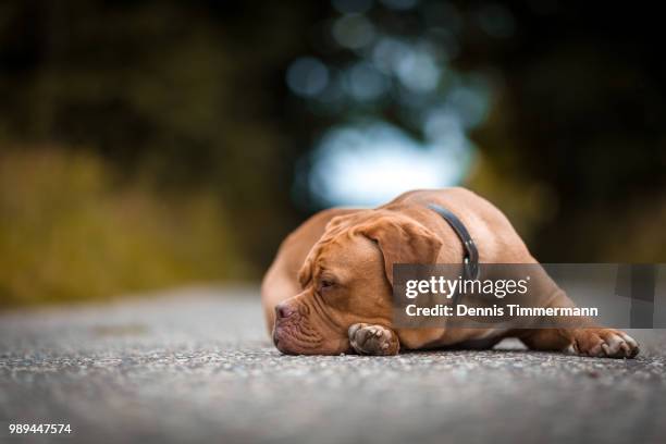 muffing chillin - french mastiff stock pictures, royalty-free photos & images