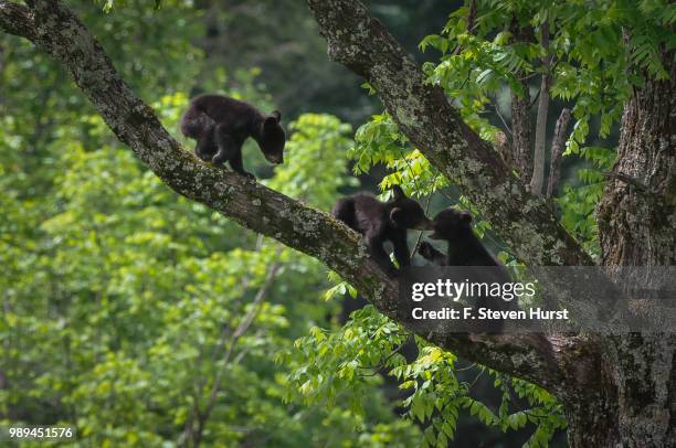 bear cubs in cades cove - cades cove stock pictures, royalty-free photos & images