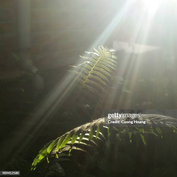 sunshine - scène sous l'eau photos et images de collection