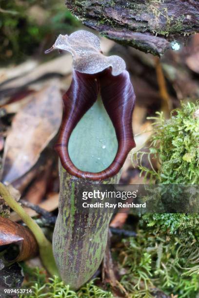 nepenthes fusca: upper pitcher interior - fusca stockfoto's en -beelden