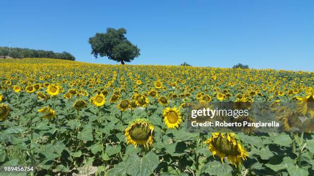 girasoli - girasoli stock-fotos und bilder