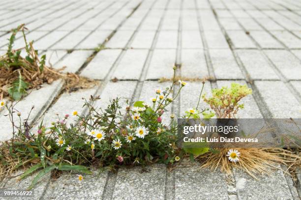 daisies growing - wildpflanze stock-fotos und bilder