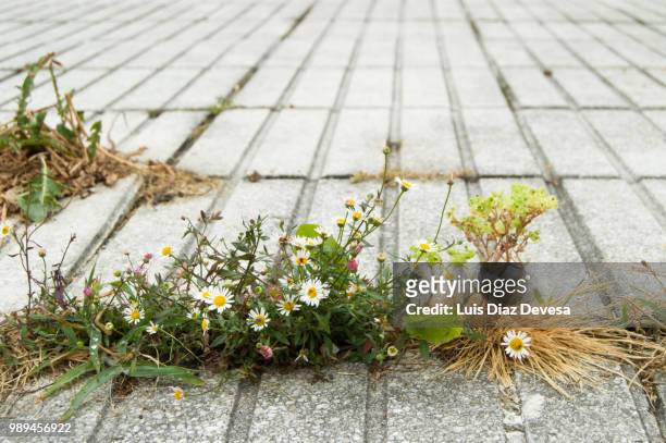 daisies growing - uncultivated stock pictures, royalty-free photos & images